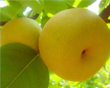 平頂山梨樹苗[翠冠梨]